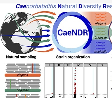 实用工具：CaeNDR——隐杆线虫属自然多样性资源数据平台